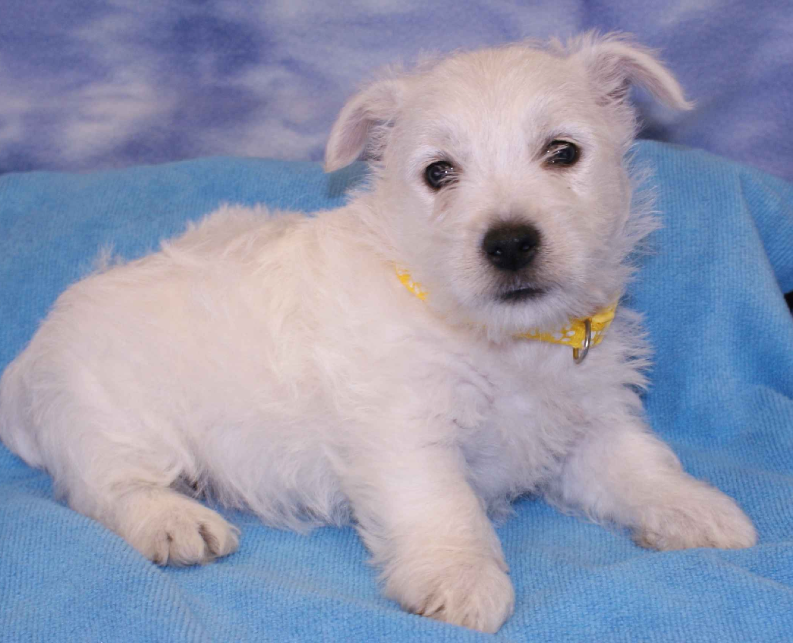 Croissant, the miniest breed of bingus